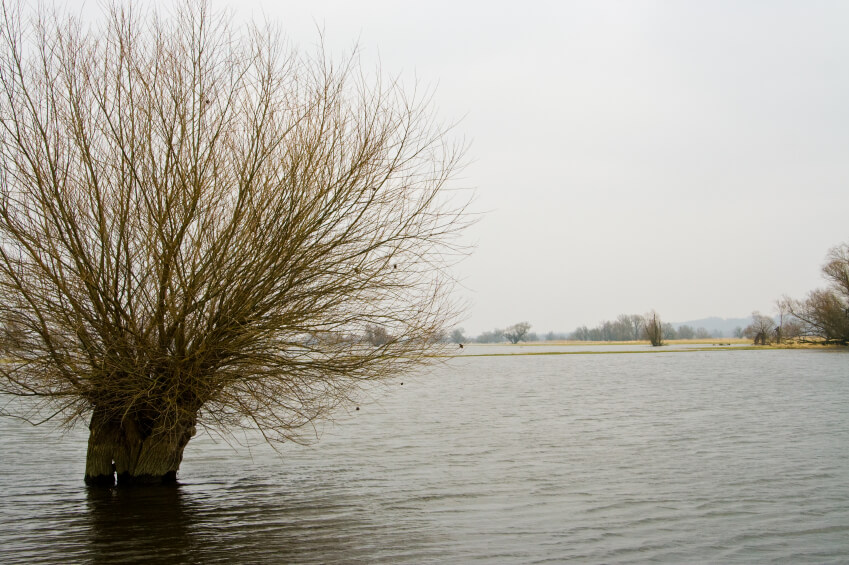 Ein Baum ragt aus einem über die Ufer getretenen Fluss heraus.