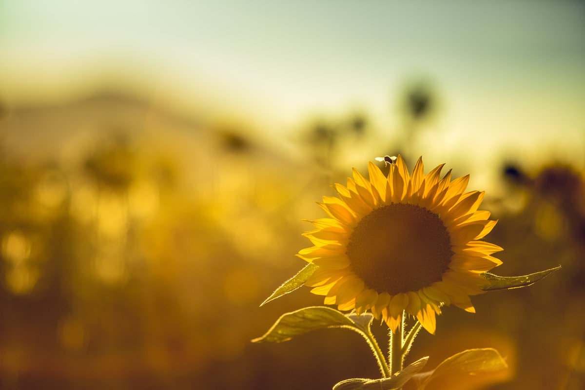 Sonnenblumen können ggf. auf einem Dach wachsen