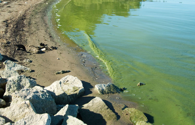 Blaualgen im Badesee